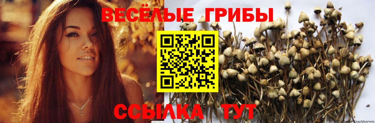 Галлюциногенные грибы Psilocybe  Вход с VPN  Мурино 